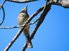 Toxostoma curvirostre
