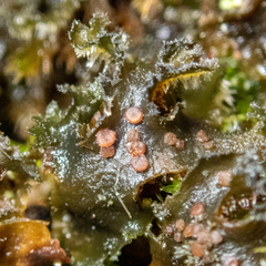 Leptochidium albociliatum