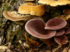 Panus lecomtei