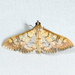 Mimorista subcostalis