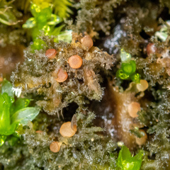 Leptochidium albociliatum