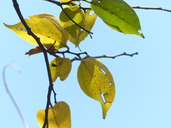 Celtis timorensis