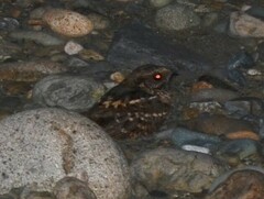 Nyctidromus albicollis