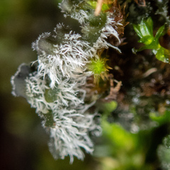 Leptochidium albociliatum