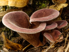 Panus lecomtei