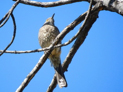 Toxostoma curvirostre