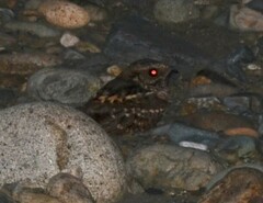 Nyctidromus albicollis