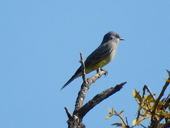 Tyrannus vociferans