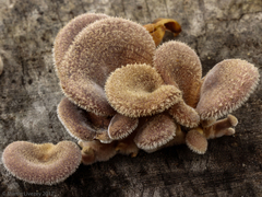 Panus lecomtei