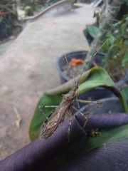 Rocconota annulicornis