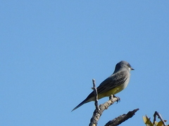Tyrannus vociferans