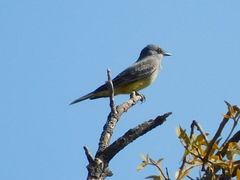Tyrannus vociferans