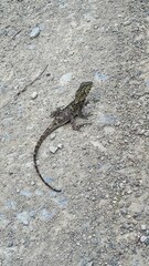 Lophosaurus spinipes