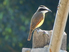 Pitangus sulphuratus