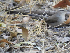 Thryomanes bewickii