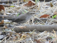 Thryomanes bewickii