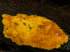 Hyphodiscus incrustatus