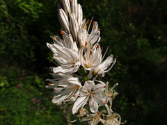 Asphodelus
