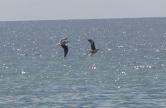 Larus fuscus graellsii
