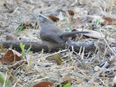 Thryomanes bewickii