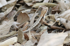 Sceloporus siniferus