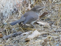 Thryomanes bewickii