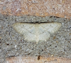 Scopula benitaria