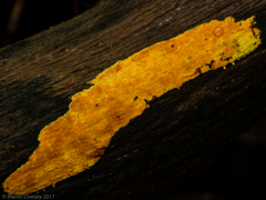 Hyphodiscus incrustatus