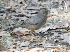 Melozone fusca