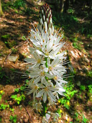 Asphodelus