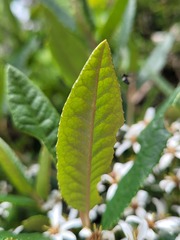 Olearia oppositifolia