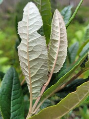 Olearia oppositifolia