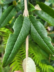 Olearia oppositifolia