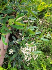 Olearia oppositifolia