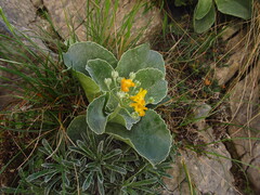 Primula auricula