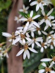 Olearia oppositifolia