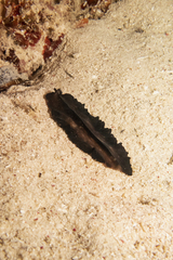 Tytthosoceros nocturnus