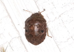 Diolcus chrysorrhoeus