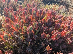 Suaeda australis