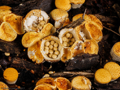 Crucibulum laeve
