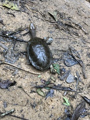 Hydromedusa maximiliani