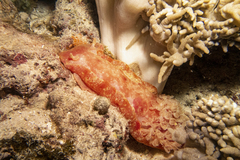 Hexabranchus