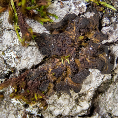 Collema nigrescens