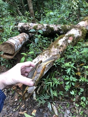 Hydromedusa maximiliani