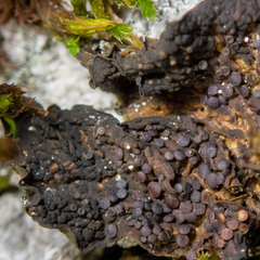 Collema nigrescens