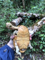 Hydromedusa maximiliani