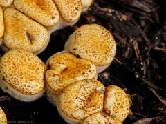 Crucibulum laeve