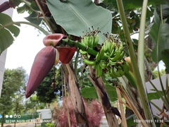 Musa acuminata malaccensis