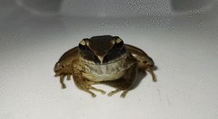 Craugastor metriosistus