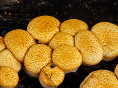 Crucibulum laeve